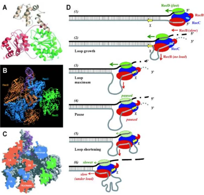 Figure  6  :  Structure  et  mécanisme  d’action  du  complexe  RecBCD.  (A) Structure  de  la  sous-unité RecD