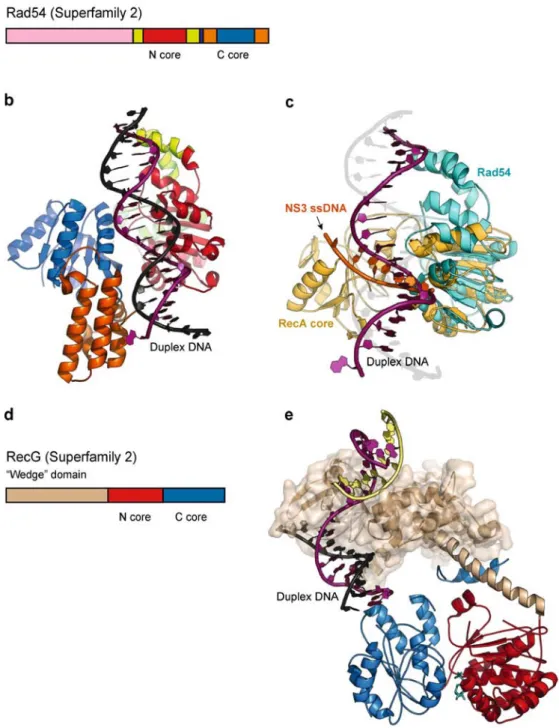 Figure 8 : Structures des enzymes SF2!. (a) Structure primaire de la protéine de Sulfolbus  solfataricus  Rad54