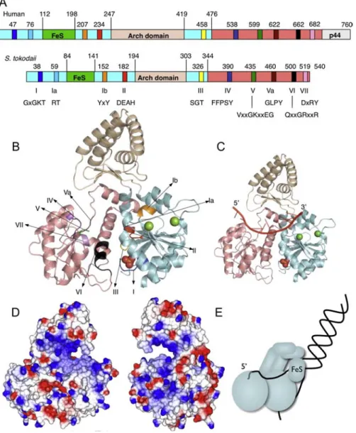 Figure 9 : Structure de la protéine XPD. (A) Comparaison de l’organisation des domaines  entre  la  protéine  humaine  et  la  protéine  de  Sulfolobus  tokodaii