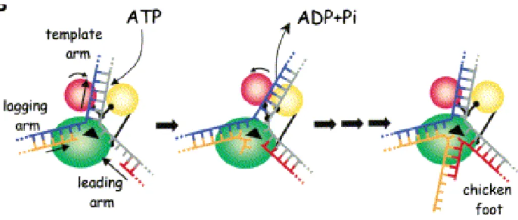Figure  10  :  Mécanisme  de  déroulement  d’une  fourche  de  réplication  par  la  protéine  RecG