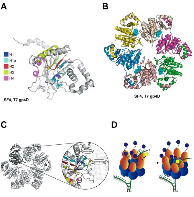 Figure 15 : Structure de l’hélicase gp4D du bactériophage T7. (A) Structure du monomère  du fragment T7gp4D