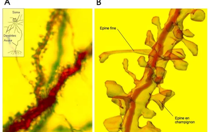 Figure  3  :  Les  épines  dendritiques.  (A)  Vue  au  microscope  photonique  d’une  partie  de  l’arbre 