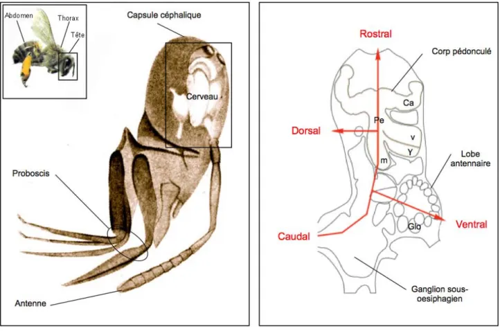 Figure  6  :  Situation  anatomique  du cerveau  de  l’abeille. (A)  Le  cerveau  de  l’abeille  est  situé 