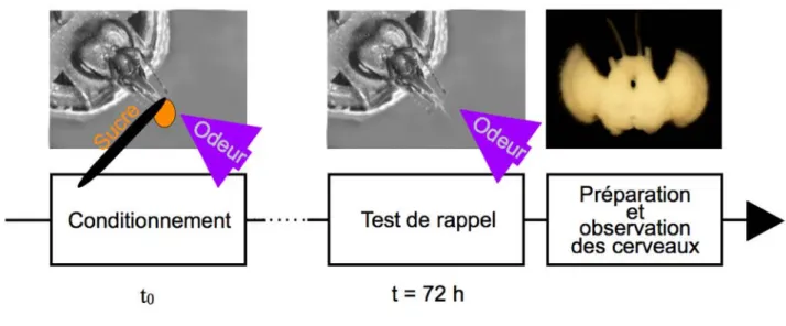 Figure  11:  Schéma  général  des  expériences.  Pour  générer  une  MLTt,  les  abeilles  sont  soumises  à  un  conditionnement (t 0 )