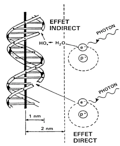 Figure 3: Mécanismes d’action des rayonnements ionisants par effet direct