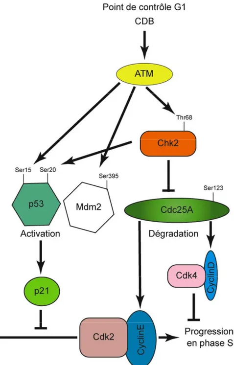 Figure  6:  Signalisation  du  point  de  contrôle  de  la  phase  G1  en  réponse  aux rayonnements ionisants.