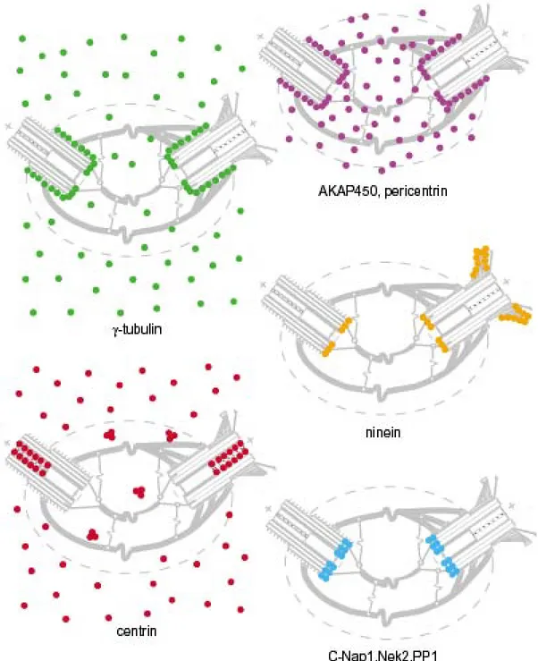 Figure 10: Structure schématique du centrosome (Tassin, 1999)  : •  localisation de AKAP450 et de la péricentrine