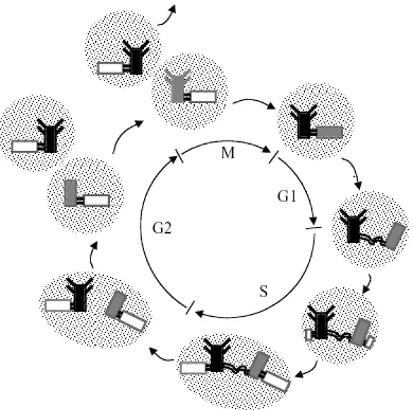 Figure 11: Cycle de duplication du centrosome dans le cycle cellulaire.