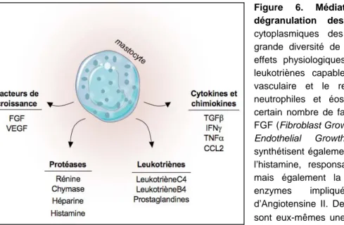 Figure 6. Médiateurs libérés lors de la  dégranulation des mastocytes. Les granules  cytoplasmiques des mastocytes contiennent une  grande diversité de médiateurs impliqués dans les  effets physiologiques de ces cellules, comme des  leukotriènes capables d
