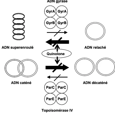 Figure 3 : Effet des quinolones sur l’ADN gyrase et la topoisomérase IV 