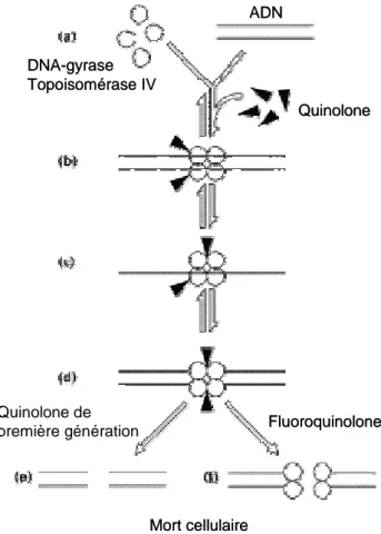 Figure 4 : Schéma général du mode d’action des quinolones 