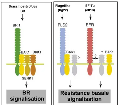 Figure 3 : BAK1, un récepteur kinase impliqué dans la résistance basale et dans la signalisation des  brassinostéroïdes (D’après Zipfel, 2008).
