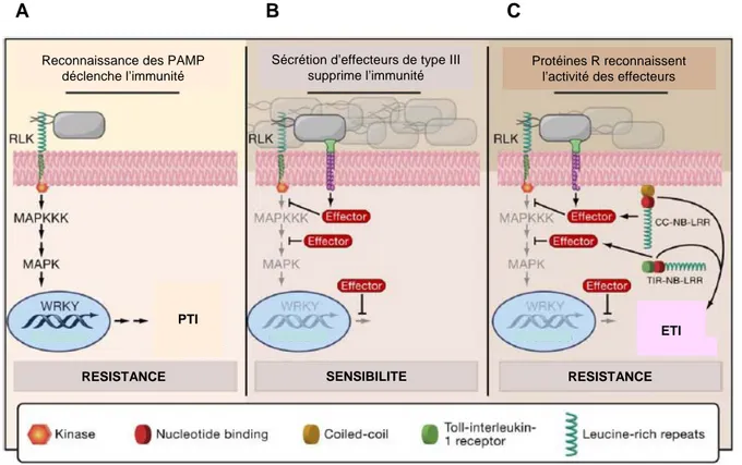 Figure 4 : Modèle de mise en place de la résistance des plantes face aux bactéries (D’après Chisholm et al., 2006).