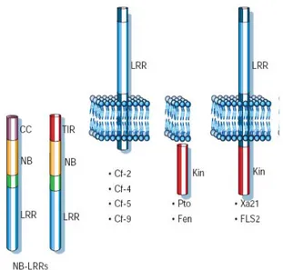 Figure 7 : Représentation de la structure et de la localisation des quatre principales classes de protéines  de résistance (D’après Dangl et Jones, 2001).