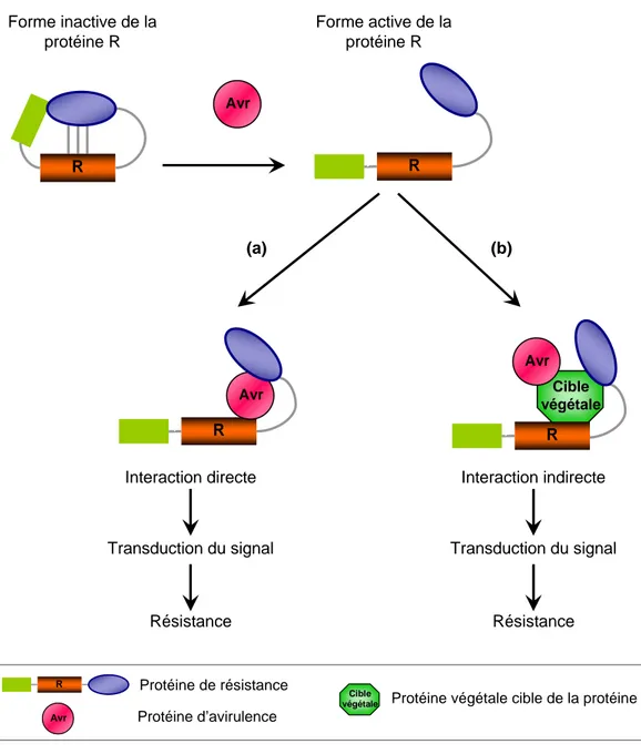 Figure 8 : Mécanismes de reconnaissance plante-agent pathogène : modèle de garde (D’après Liu et al.,  2007)