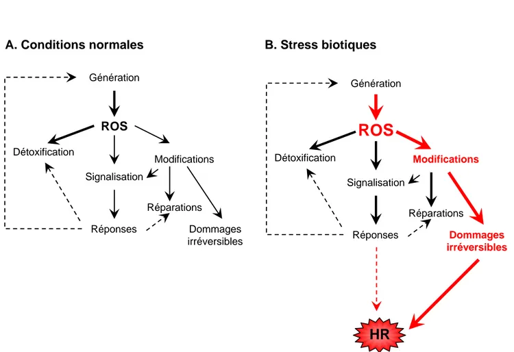 Figure 13 : Rôles des ROS durant la mise en place de la HR (B) en comparaison avec des conditions  normales (A)