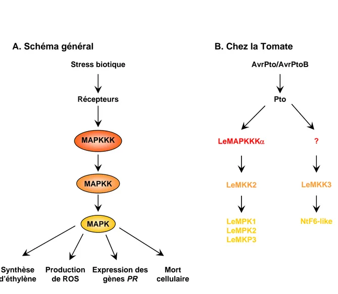 Figure 15 : Les cascades de protéines kinases dans la mise en place des réponses de défense (D’après Pedley et  Martin, 2005)