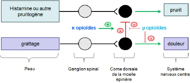 Figure 22 : Schéma simplifié de l’interaction au niveau central entre la douleur  (représentée par le grattage) et la démangeaison dans une situation physiologique 