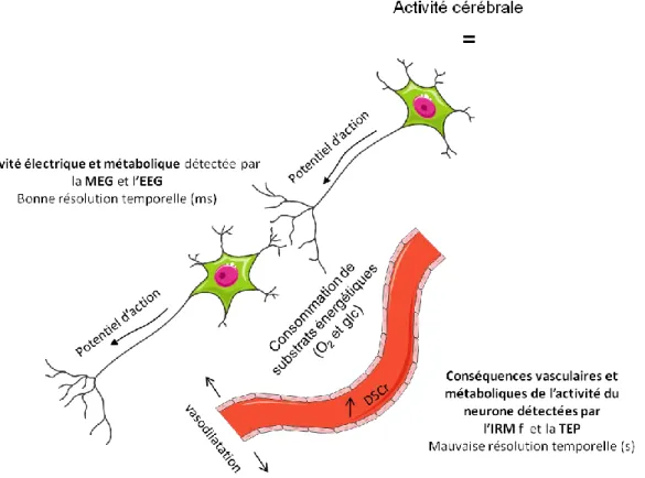 Figure 31 : bases neurophysiologiques qui sous tendent les différentes techniques  d’imagerie cérébrale fonctionnelle 