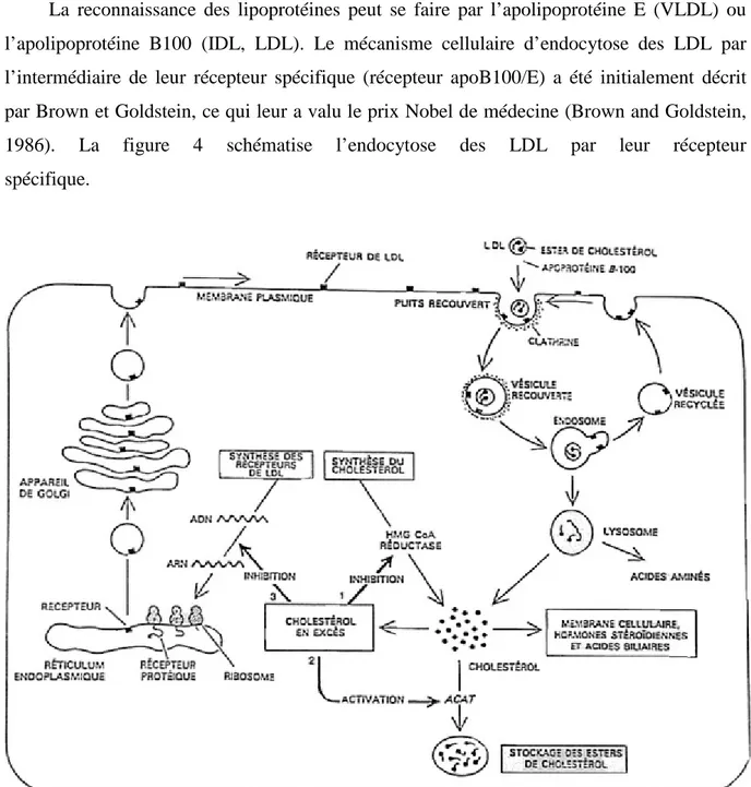 Figure 4 : Captation et dégradation cellulaire des LDL (d’après Brown and Goldstein, 1986)  HMGCoA  réductase :  HydroxyMethylGlutaryl-Coenzyme  A  réductase ;  ACAT :   AcylcoA-Cholesterol-Acyl-Transferase 