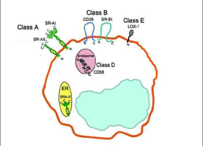 Figure  6 :  principaux  récepteurs  scavenger  impliqués  dans  la  captation  des  LDL  oxydées  (Modifié d’après Moore and Freeman, 2006)