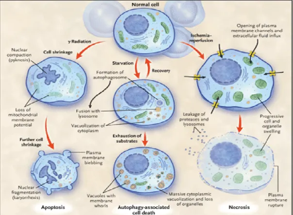 Figure  7 :  Caractéristiques  morphologiques  des  trois  principaux  types  de  mort  cellulaire :  apoptose, autophagie et nécrose