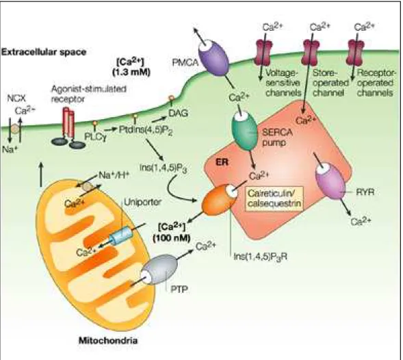 Figure 9 : Régulation de l’homéostasie calcique (D’après Orrenius et al., 2003).  