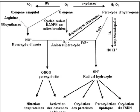 Figure 18: Origine des différents radicaux libres oxygénés primaires et leurs effets  biologiques