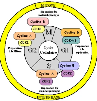 Figure 2 : Complexes CDK-Cyclines et progression dans le cycle cellulaire humain 
