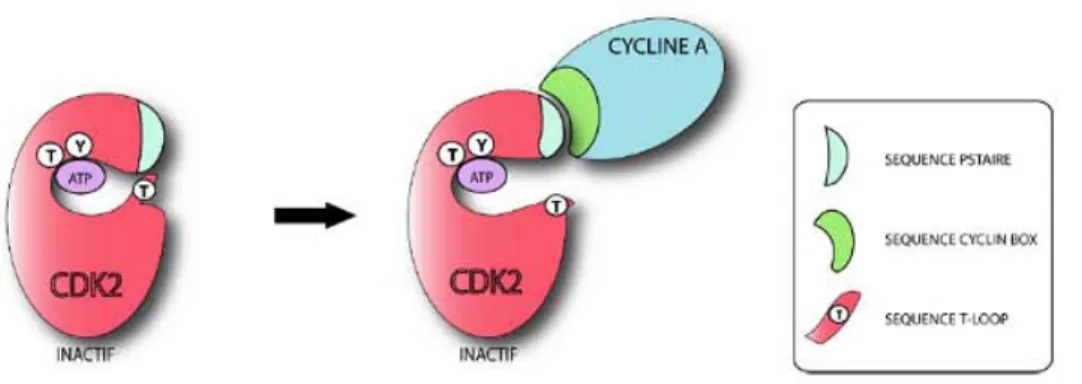 Figure 3 : Pré-activation de CDK2 par sa liaison à la cycline A 