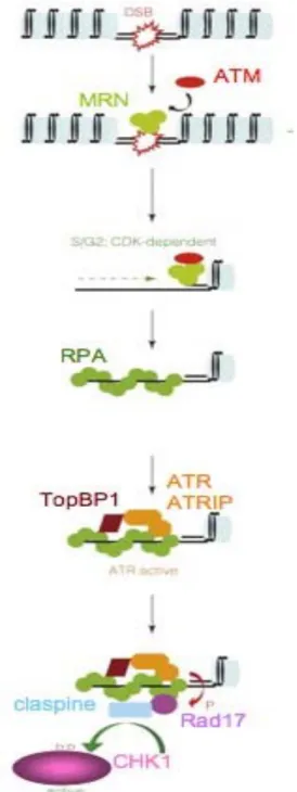 Figure  9 :  Activation  des  kinases  ATM  et  d’ATR  en 