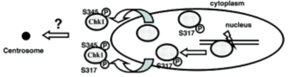 Figure 10 : Modèle de régulation de la translocation de la kinase CHK1 vers le centrosome lors 
