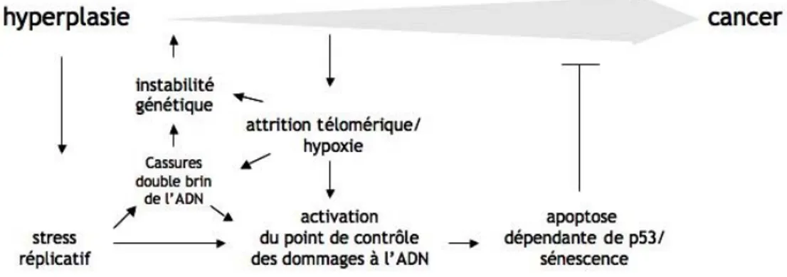 Figure 11: Modèle d’activation du point de contrôle des dommages à l’ADN dans les cancers