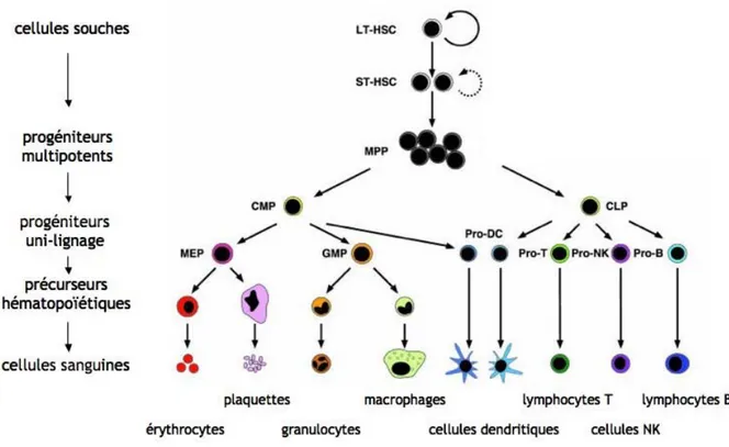 Figure 12: Schéma de l’hématopoïèse.  