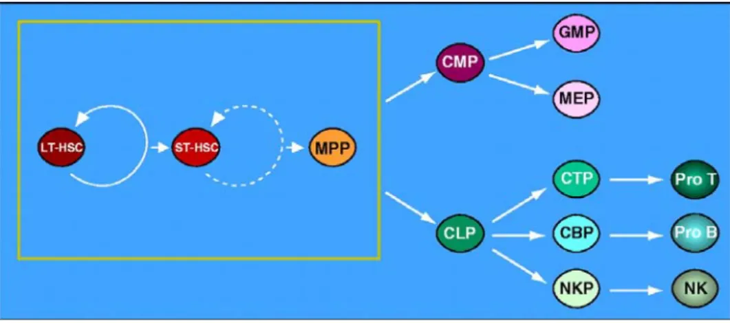 Figure 13: Modèle de différenciation des CSH. 