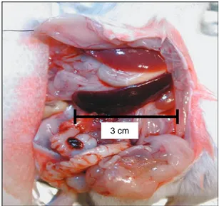 Fig. 1. Photomicrograph of an enlarged spleen in a severe com- com-bined immunodeficient/beige mouse that suffered from graft vs host disease 3 weeks after intraperitoneal injection of 10 8 human spleen cells