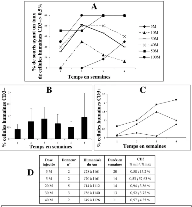 Figure 5 : Proportion de lymphocytes T humains dans le sang circulant après  injection de splénocytes humains par voie intra péritonéale.