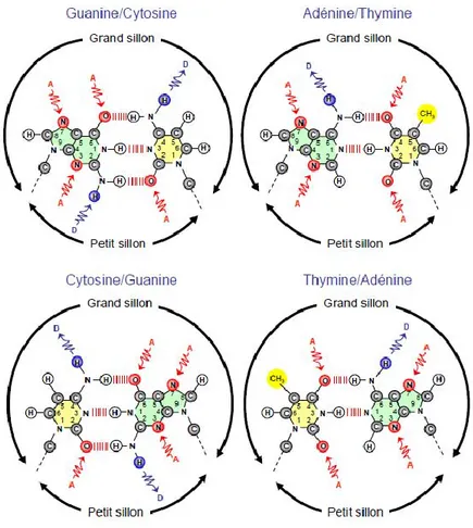 Figure 2 : Distribution des groupements donneurs et accepteurs de liaisons hydrogène sur les paires de  bases de l’ADN