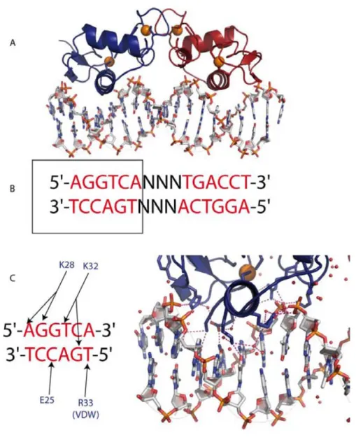 Figure 21 : Reconnaissance spécifique de l’ADN par le récepteur nucléaire aux œstrogènes