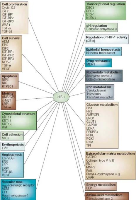 Figure 3. Exemples de gènes transactivés par le facteur de transcription HIF-1.  D’après Semenza GL, Nature Reviews Cancer, 2003.