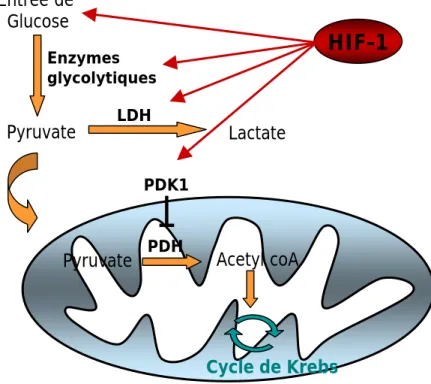 Figure 7. Quelques exemples de régulation du métabolisme du glucose en hypoxie  via le complexe HIF-1