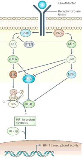 Figure 8. Régulation de la biosynthèse  d’HIF-1 α. Les facteurs de croisance lient 