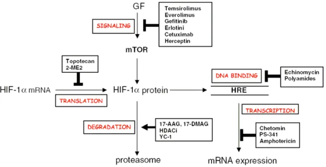 Figure 18. Cibles possibles pour d’inhiber HIF-1 α.  D’après G. Melillo, Cancer  Metastasis Review, 2007.
