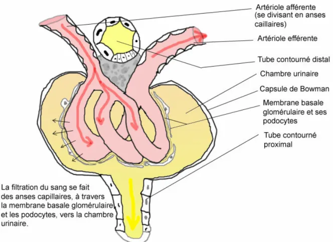 Figure 1: Le glomérule du néphron 