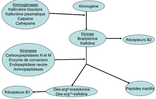 Figure 3 : Métabolisme des kinines 