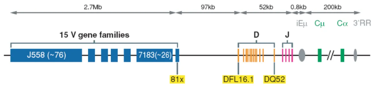 Figure 2: Organisation génomique du locus IgH 