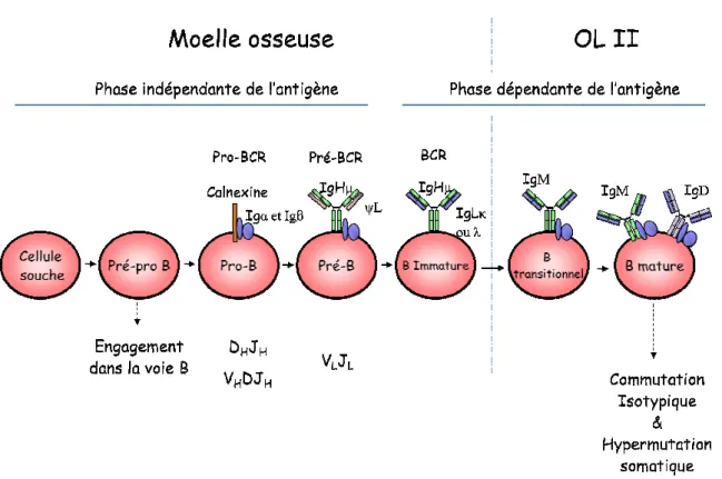 Figure 3: Développement des lymphocytes B