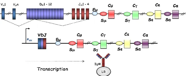 Figure 7: Représentation de la Recombinaison V(D)J