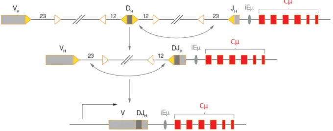 Figure 8: Assemblage et expression du locus IgH 