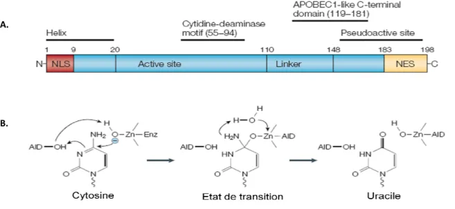 Figure 11: Structure d’AID et désamination des cyt